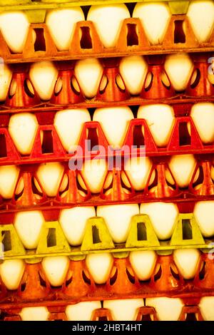 Close-up semi abstract food image of white chicken eggs in colourful crates Stock Photo