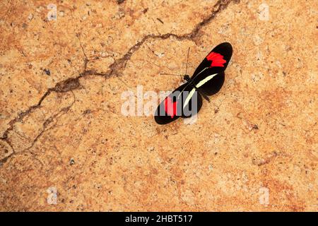 Goiânia, Goias, Brazil – December 19, 2021: Image of a colorful butterfly resting on a concrete surface. Cement floor. Stock Photo