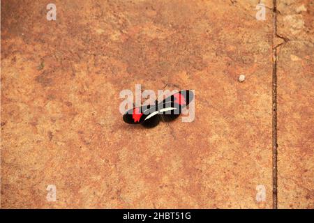 Goiânia, Goias, Brazil – December 19, 2021: Image of a colorful butterfly resting on a concrete surface. Cement floor. Stock Photo