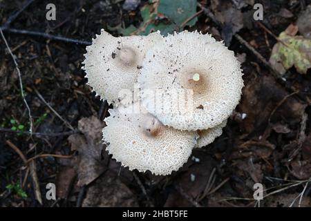 Lepiota clypeolaria, known as the shield dapperling or the shaggy-stalked Lepiota, wild mushrooms from Finland Stock Photo