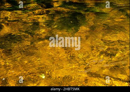 Golden, clear and transparent water on mountain river botttom. River Kamenice, Czech republic. Stock Photo