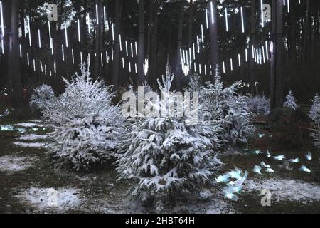 Christmas trees covered in snow in forest light trail at Woburn Forest, Center Parcs, Bedfordshire, England, UK Stock Photo