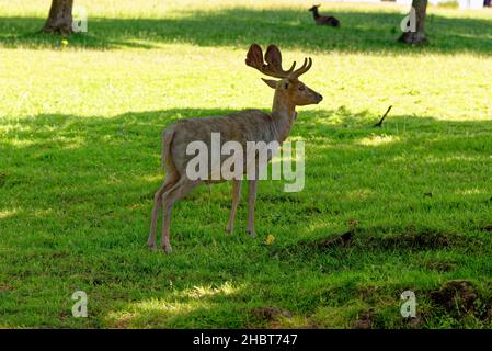 Deer in Culzean Castle Country Park - the West coast of Scotland near Maybole and overlooks the Firth of Clyde - Ayrshire, Scotland - 22nd of july 202 Stock Photo