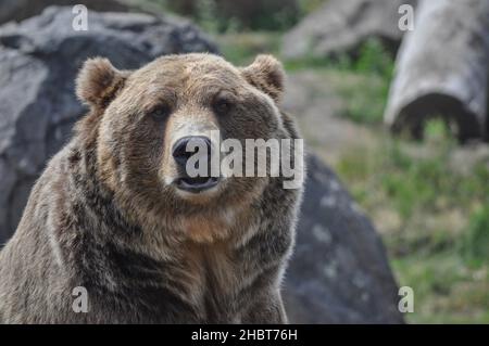 Portrait of an American grizzly (brown) bear gazing directly at the camera, Montana - USA Stock Photo