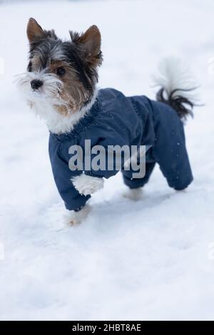 Purebred Beaver terrier from the Yorkshire family stood up in a stance raising his paw on a winter walk Stock Photo