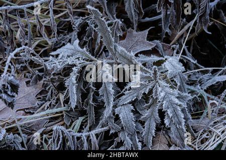 frozen leaves in winter Stock Photo