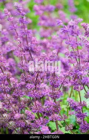 Salvia verticillata 'Purple Rain', whorled clary 'Purple Rain', whorled sage 'Purple Rain', sage 'Purple Rain', clary 'Purple Rain'. Stock Photo