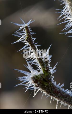 Close-up of needle-like ice crystals on a branch Stock Photo