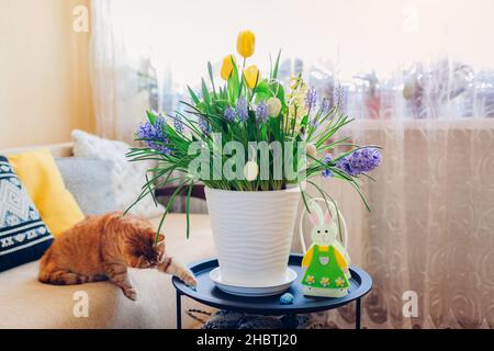 Easter decoration. Cat playing with eggs by spring flowers blooming in pot at home. Pet having fun on couch. Holiday interior Stock Photo