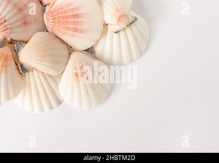 Flat lay panoramic view of seashells isolated on white background Stock Photo