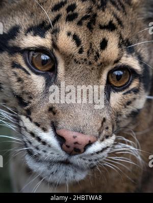 Male clouded leopard (Neofelis nebulosa), close-up Stock Photo