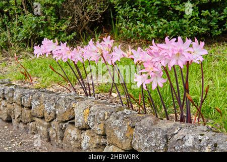 Easter lily everywhere in September. Graciosa island. Azores, Portugal Stock Photo