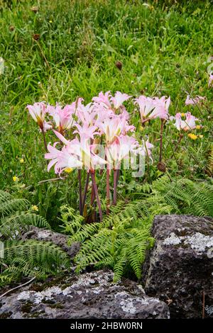 Easter lily everywhere in September. Graciosa island. Azores, Portugal Stock Photo