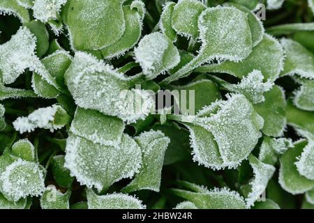 Winter purslane (Claytonia perfoliata) with ice crystals. Stock Photo