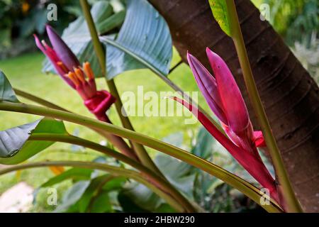 Pink velvet banana flowers (Musa velutina) Stock Photo