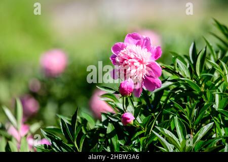 Bush with one large delicate vivid pink peony flower in a British cottage style garden in a sunny spring day, beautiful outdoor floral background phot Stock Photo