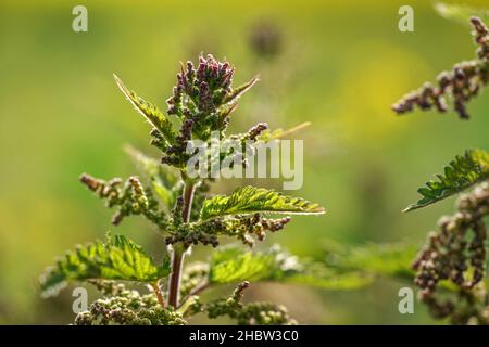 Shallow depth of field photo, only few flowers in focus, Young stinging nettle (Urtica dioica) plant, with blurred background Stock Photo