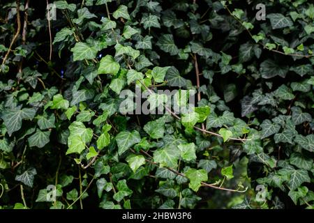 Background with many green leaves of Hedera helix, the common ivy, English or European ivy plant in an autumn garden, beautiful outdoor monochrome bac Stock Photo