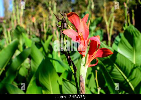 Red flowers of Canna indica, commonly known as Indian shot, African arrowroot, edible canna, purple arrowroot or Sierra Leone arrowroot, in soft focus Stock Photo