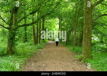 Salisbury, England - June 2021: Person walking along a rough country path through a woodland area with trees either side. Stock Photo