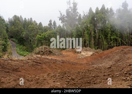 Madeira, Portugal - July 22 2021. Area with fallen trees harvested for commercial use of forest. Stock Photo