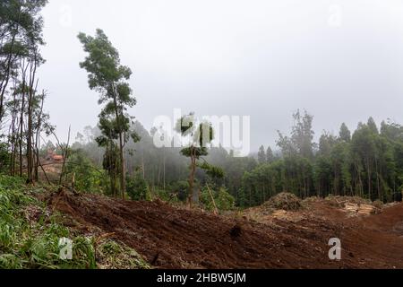 Madeira, Portugal - July 22 2021. Area with fallen trees harvested for commercial use of forest. Stock Photo