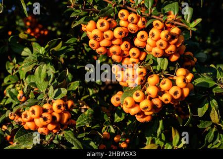 Small yellow and orange fruits or berries of Pyracantha plant, also known as firethorn in a garden in a sunny autumn day, beautiful outdoor floral bac Stock Photo