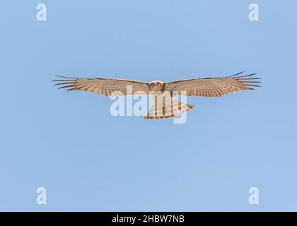 short-toed eagle in flight Stock Photo