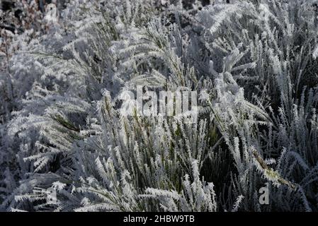 tall grass and frosted leaves in winter with cold, close-up detail Stock Photo