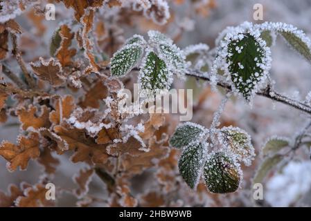 tall grass and frosted leaves in winter with cold, close-up detail Stock Photo