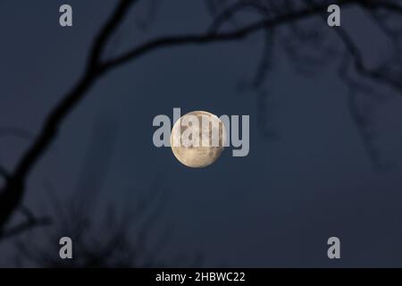 The waning moon  - two nights after full moon - early morning capture after a cold and cristal clear night. Silhouette of tree and branches in front. Stock Photo
