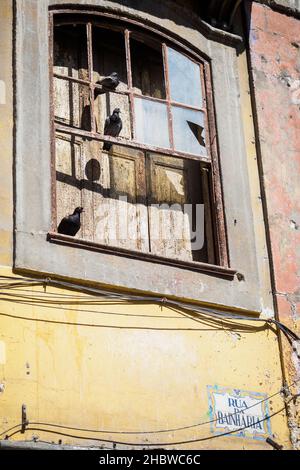 Pigeons sunbathing on a broken window in Bath Street in Porto, Portugal Stock Photo