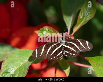 Close up of a black butterfly with white stripes, Zebra Longwing or Zebra heliconian, resting on a plant with large green leaves and red flowers. Phot Stock Photo