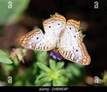 Off white or light gray butterfly with black spots and brown and orange markings on edges of wings. Butterfly is resting on a purple flower and photog Stock Photo