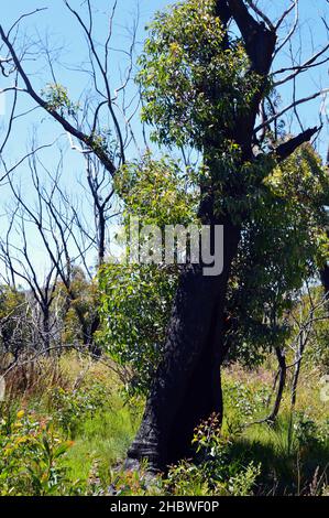 This tree at Kanangra Walls is showing signs of recovery after being burned in the Australian Bushfires of 2019/2020 Stock Photo