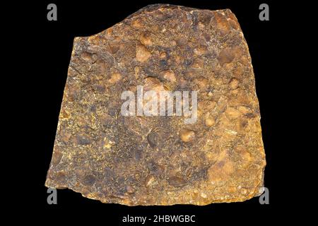 Accumulation of fossils brachiopods in flint tile on a black background. Carboniferous period, Russia Stock Photo