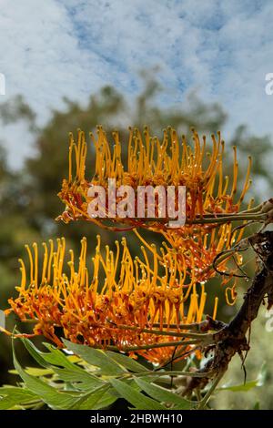 Grevillea robusta, Silky Oak Stock Photo