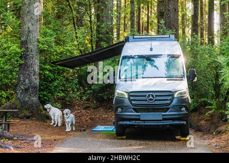 Platinum Golden Retriever dogs; Airstream Interstate 24X 4WD campervan; Jesse M. Honeyman Memorial State Park; near Florence; Oregon; USA Stock Photo