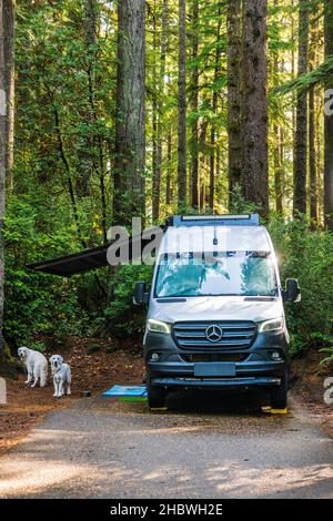 Platinum Golden Retriever dogs; Airstream Interstate 24X 4WD campervan; Jesse M. Honeyman Memorial State Park; near Florence; Oregon; USA Stock Photo