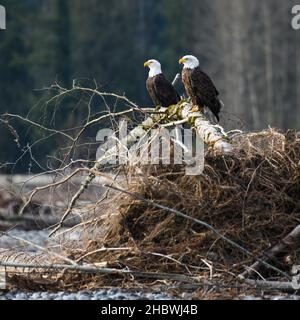 A pair of mature bald eagles stand on a fallen tree with root ball along the Nooksack River in winter in Northwest Washington State Stock Photo
