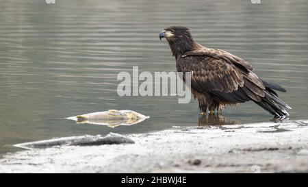 An immature bald eagle stands on the edge of the Nooksack River with two dead spawning salmon in the water nearby Stock Photo