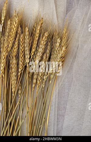 Ears of wheat on white tulle fabric seen from top view Stock Photo
