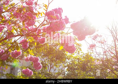beautiful blooming Tabebuia Rosea or Tabebuia Chrysantha Nichols in the morning with a big sun horizontal composition Stock Photo