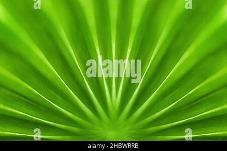 Green palm tree leaf closeup, tropical leaves texture macro, nature background, abstract natural backdrop, plant wallpaper, exotic foliage pattern Stock Photo