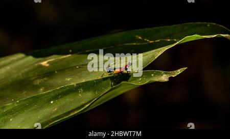 Colorful Borneo grasshopper resting on the tip of a leaf Stock Photo