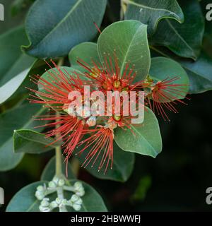 The Pohutukawa tree which is also called the New Zealand Christmas tree in full bloom at Takapuna beach, with blurred Rangitoto Island in the distance Stock Photo