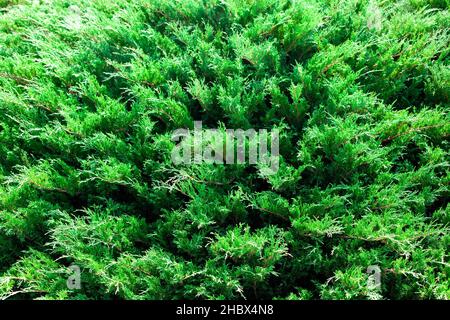 The juniper bush close up. Background with juniper branches growing in the park. Evergreen coniferous plant. Stock Photo