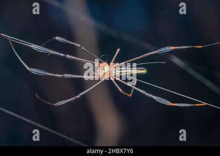 Closeup of Giaant wood spider, Nephila phillips,  Satara, Maharashtra, India Stock Photo