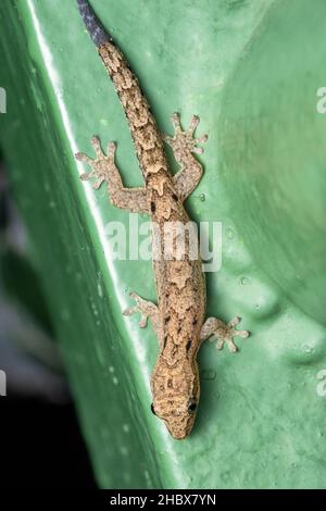 Dorsal of Mediterranean house gecko, Hemidactylus turcicus, family - Gekkonidae,  Singapore Stock Photo