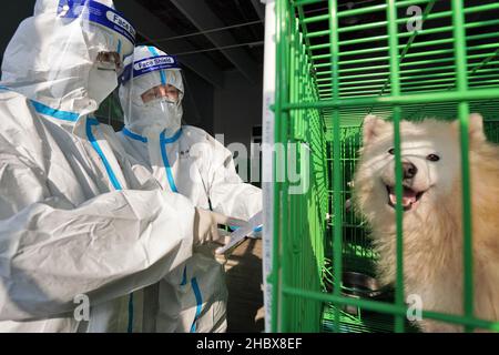 YANTAI, CHINA - DECEMBER 22, 2021 - A customs inspection and quarantine officer uses a chip scanner to check the information of exported pet dogs impl Stock Photo